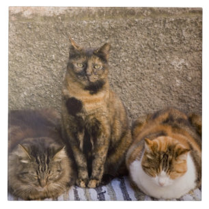 Carreau En Céramique Italie, Cinque Terre, Vernazza. Trois chats