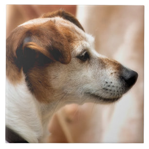 CARREAU EN CÉRAMIQUE JACK RUSSELL TERRIER CHIEN