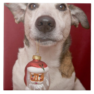 Carreau En Céramique Jack Russell Terrier tenant l'ornement de Noël