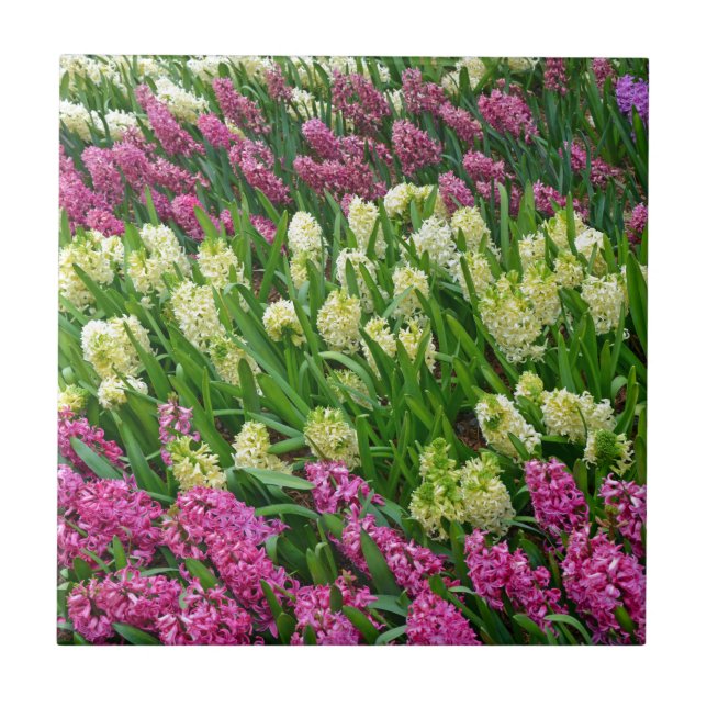 Carreau En Céramique Jardin fleuri coloré d'hyacinthe (Devant)