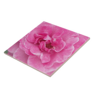 Carreau En Céramique Jardin rose grand Rose