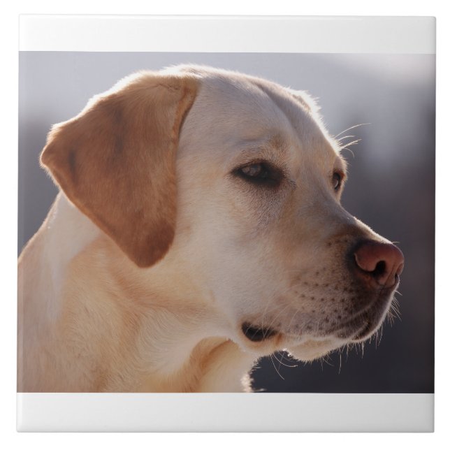 Carreau En Céramique jaune 3 Labrador_Retriever.png (Devant)