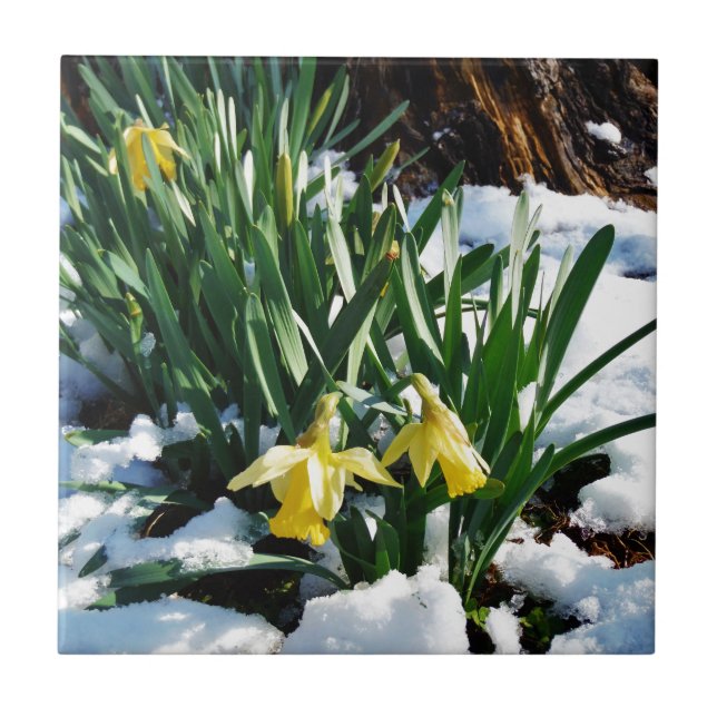 Carreau En Céramique Jaune Daffodils fleurs dans la neige (Devant)