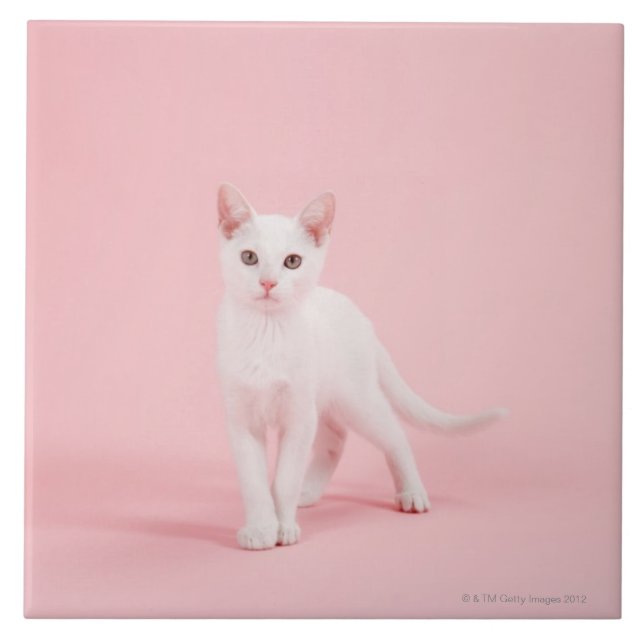 Carreau En Céramique Jeune chat blanc (Devant)