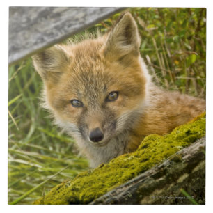 Carreau En Céramique Jeune Fox rouge regardant par la barrière sur San