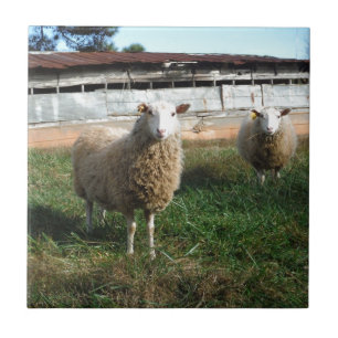 Carreau En Céramique Jeune mouton blanc sur la ferme