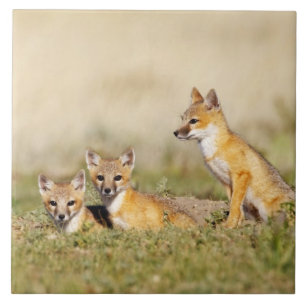 Carreau En Céramique Jeune Renard véloce (Vulpes macrotis) au terrier, 