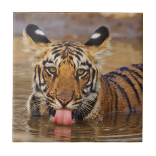 Carreau En Céramique Jeune tigre du Bengale royal, buvant de l'eau