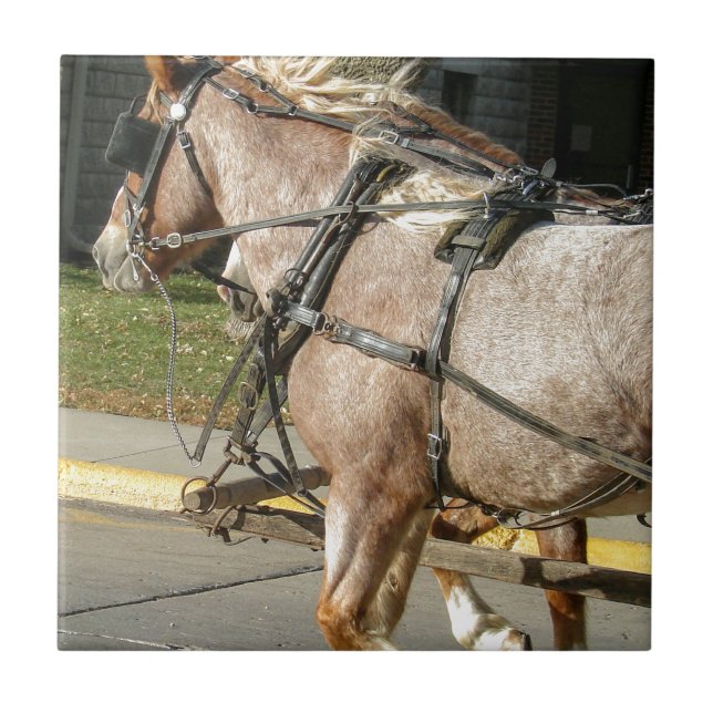 Carreau En Céramique Joli cheval (Devant)
