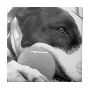 Carreau En Céramique joli chien pitbull au look triste noir et blanc av