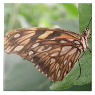 Carreau En Céramique Joli tuile papillon Brown