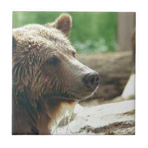 Carreau En Céramique Jolie nature adorable Ours Visage animal