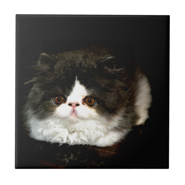 Carreau En Céramique Kitten noir et blanc (Devant)
