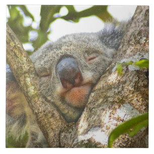 Carreau En Céramique Koala Bear Napping