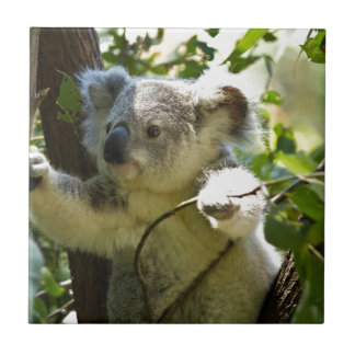 Carreau En Céramique Koala cutie