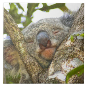 Carreau En Céramique Koala faisant une sieste