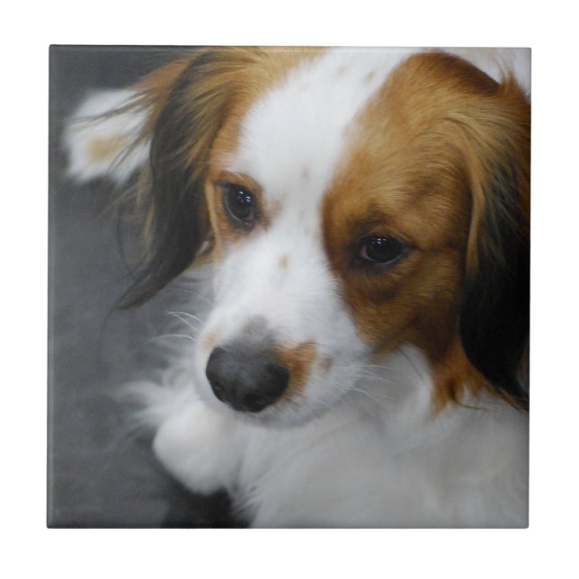 Carreau En Céramique kooikerhondje-2.jpg (Devant)