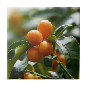 Carreau En Céramique Kumquats sur Kumquat Tree Branch