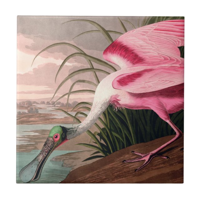 Carreau En Céramique La faune des oiseaux d'Audubon de Spoonbill Roseat (Devant)
