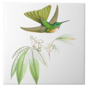 Carreau En Céramique La faune d'oiseaux de colibri fleurit les animaux