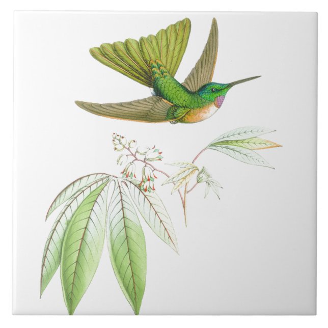 Carreau En Céramique La faune d'oiseaux de colibri fleurit les animaux (Devant)