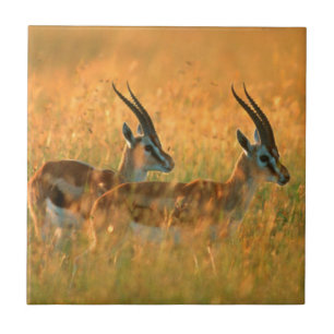 Carreau En Céramique La gazelle de Thomson (Gazella Thomsonii) à l'aube