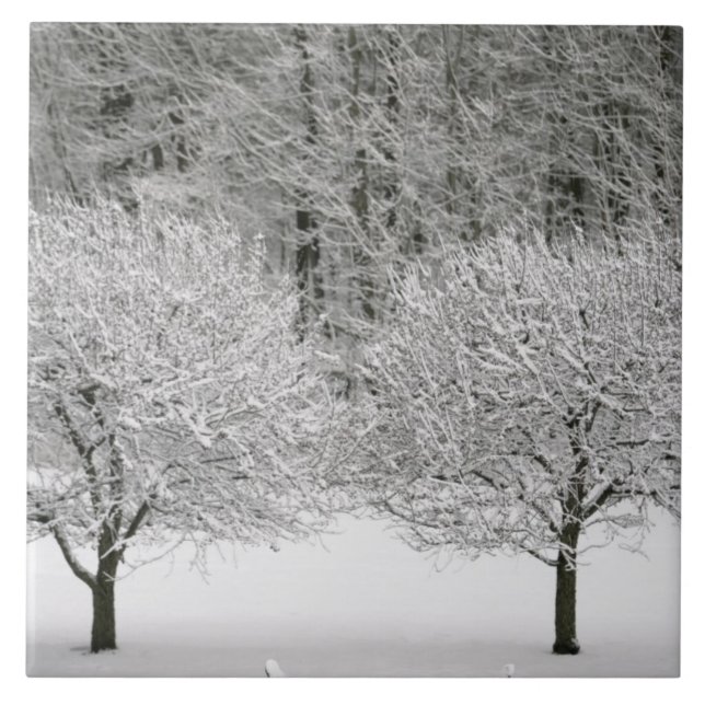 Carreau En Céramique La neige a couvert le paysage (Devant)