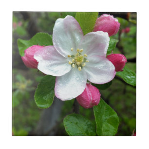Carreau En Céramique La pluie tombe sur une petite fleur