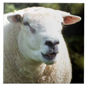 CARREAU EN CÉRAMIQUE LA RAM