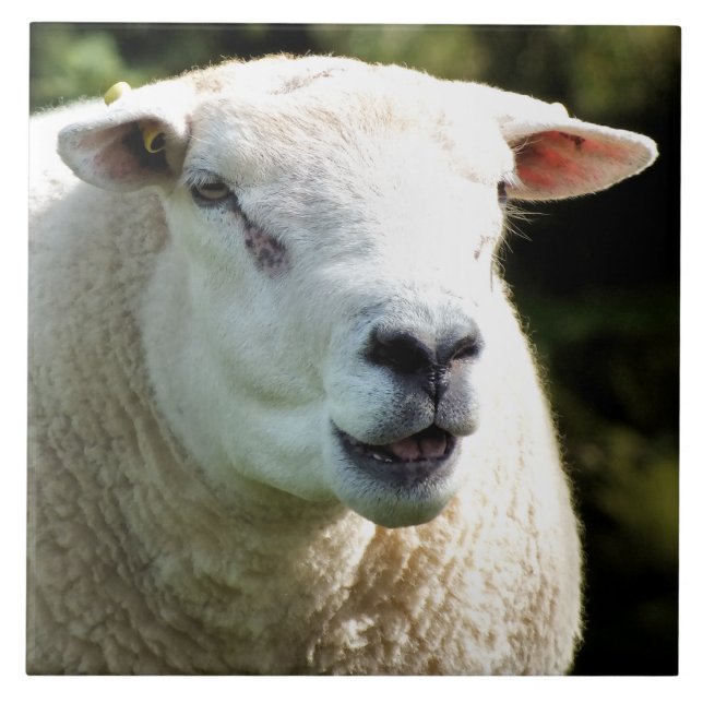 CARREAU EN CÉRAMIQUE LA RAM (Devant)