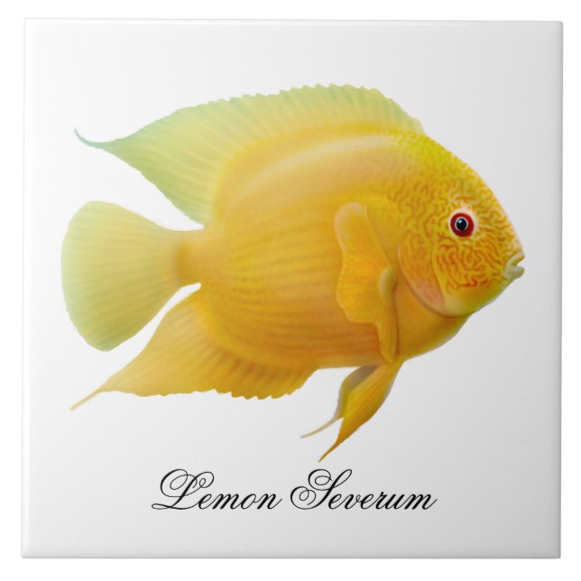Carreau En Céramique La tuile de poissons de Cichlid de Severum de (Devant)