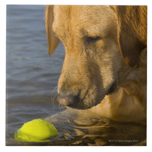 Carreau En Céramique Labrador jaune avec de la balle de tennis dans