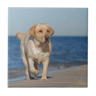 Carreau En Céramique Labrador retriever jaune sur la plage