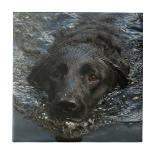 Carreau En Céramique Labrador retriever noir personnalisable