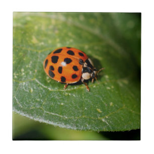 Carreau En Céramique Ladybug sur la nature de la feuille