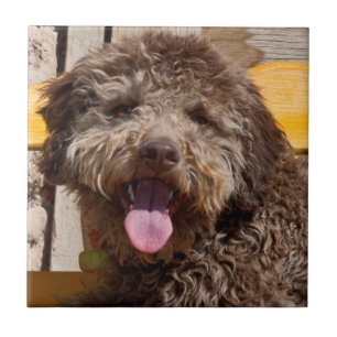 Carreau En Céramique Lagotto Romagnolo Allongé Sur Un Banc En Bois