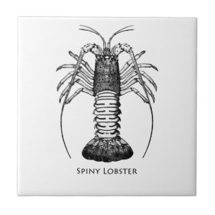 Carreau En Céramique Langouste (la Californie)