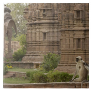 Carreau En Céramique Langurs d'Hanuman ou langurs à face noire, communs