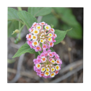 Carreau En Céramique Lantana espagnol Camara de drapeau