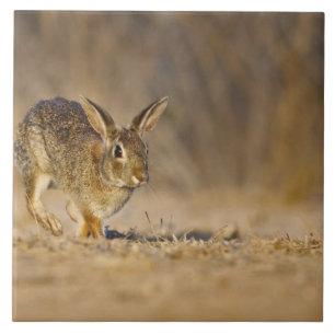 Carreau En Céramique lapin à queue blanche sautant