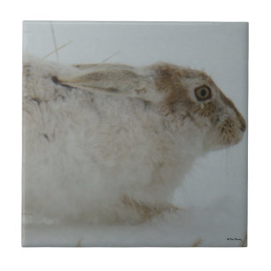 Carreau En Céramique Lapin d'Amérique R7 Tête Vue