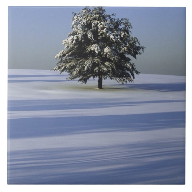 Carreau En Céramique L'arbre dans la neige a couvert le paysage (Devant)