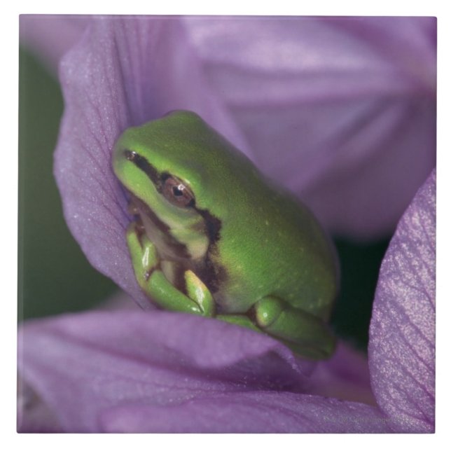 Carreau En Céramique L'arbre-grenouille du blanc (Devant)