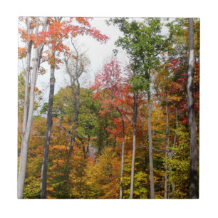 Carreau En Céramique L'automne dans la forêt Photographie d'automne col