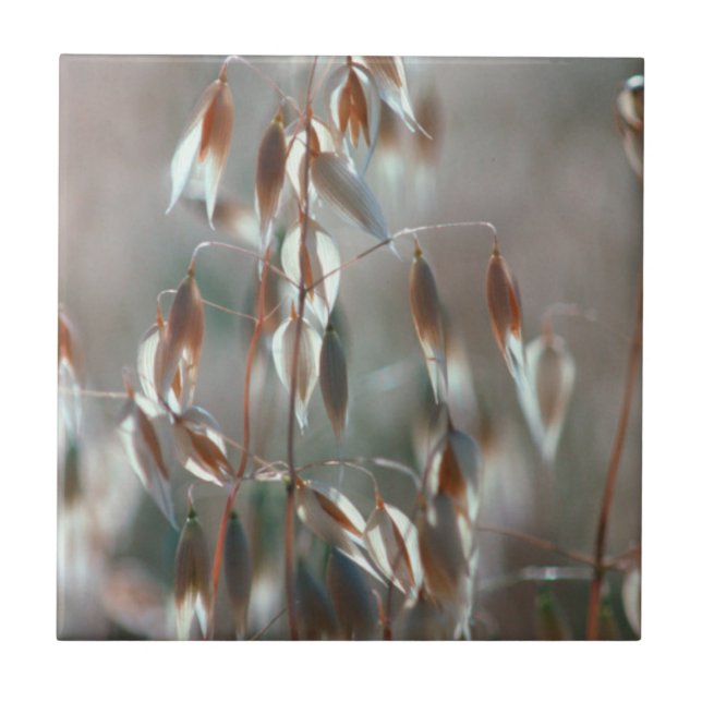 Carreau En Céramique L'avoine mûre (Avena Sativa) Ferme. Ceres, Boland (Devant)