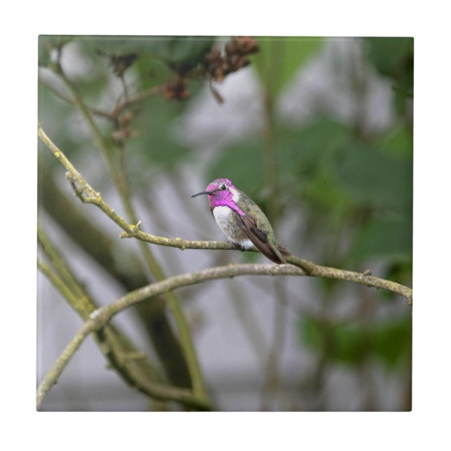 Carreau En Céramique Le colibri de la côte (Devant)