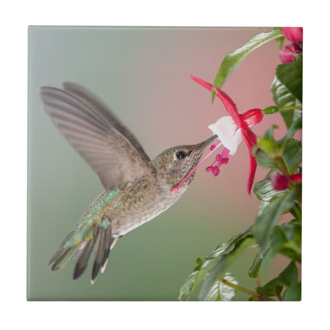 Carreau En Céramique Le colibri et le Fuschia d'Anna (Devant)