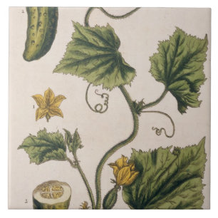Carreau En Céramique Le concombre de jardin, plaquent 4 "d'un de fines