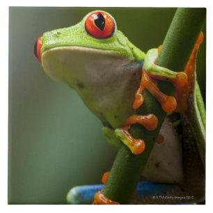 Carreau En Céramique Le Costa Rica, Monteverde, grenouille d'arbre aux