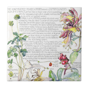 Carreau En Céramique Le fleur sauvage botanique de chèvrefeuille